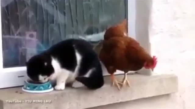 درگیری مرغ و گربه