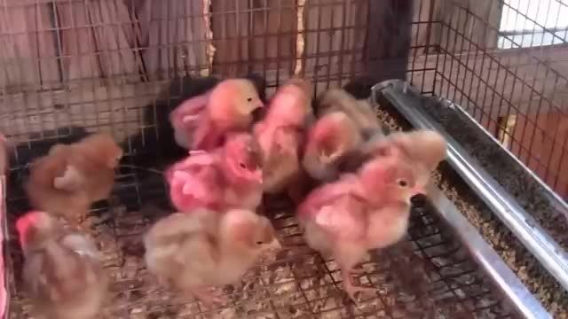 چگونگی پرورش جوجه های مرغ
