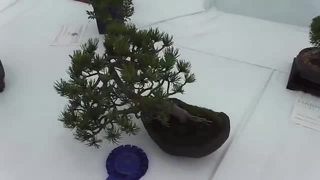 The Worlds Largest Bonsai Tree Collection