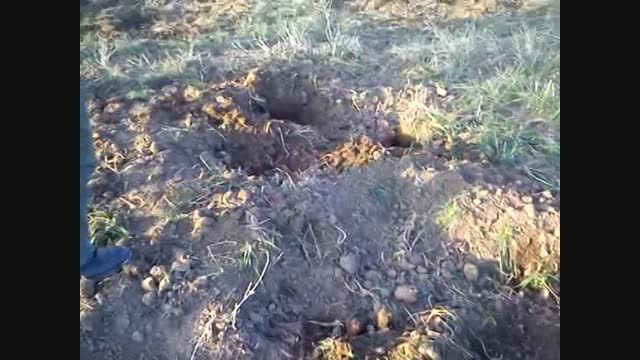 حمله گرازهابه مزارع زعفران شهرستان زاوه