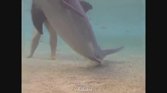 ویدئو به دنیا امدن دلفین(جالبه)