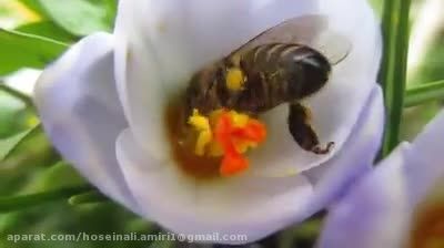 زنبورعسل سبلان