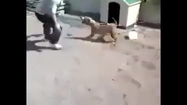 وقتی اذیت یک سگ وحشی زنجیره ای میکنی!!!