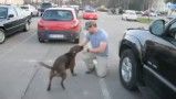 هیجانی شدن سگ از دیدن صاحبش بعد از چند ماه جنگ در افغانستان