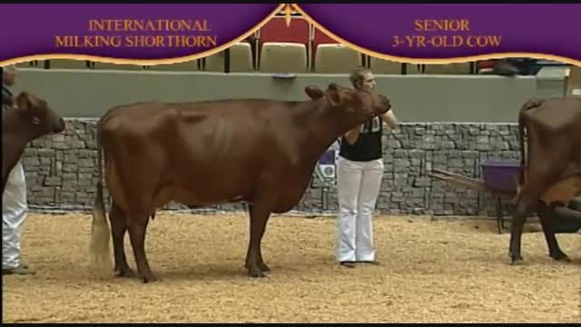 International Dairy Shorthorn Show 2010 , 3 Years old