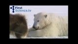 بازی خرس های قطبی و سگ ها