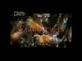 مستند زنبور های جنگجو-National Geographic Warrior Bees
