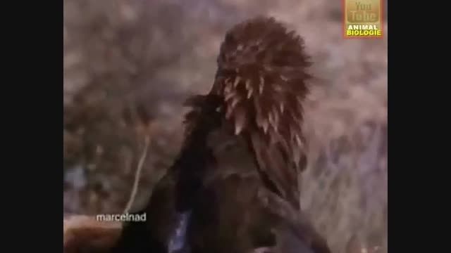 هفت شکار عجیب عقاب
