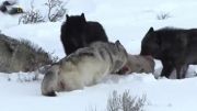 شکار گوزن توسط گرگ ها