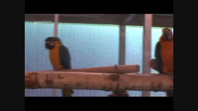 طوطی ماکائوی آبی و طلایی (Blue  Gold Macaw)