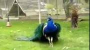 طاووس های زیبا و دیدنی.