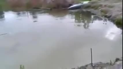 اقدام سگ برای نجات صاحبش از غرق شدن