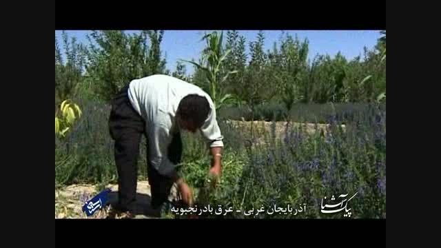 پیک آشنا (آذربایجان غربی - عرق بادرنج بویه)