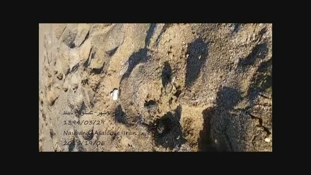 پروژه احیاء جمعیت لاکپشت در نایبند01