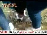 رسوندن آزار به گربه