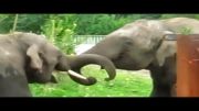 عظیم ترین فیلهای جهان !