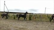 ویدیوی زیبا از اسب ترکمن(اخال تکه)