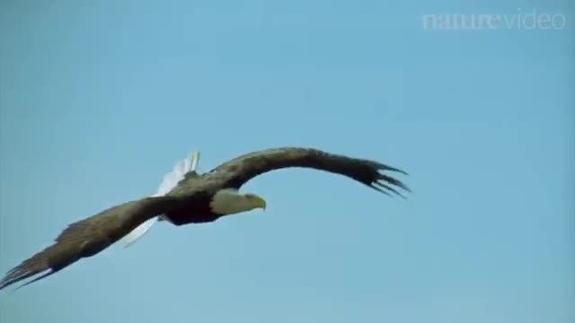 کشف یک دایناسور پرنده که بدون پر، پرواز می کند