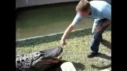گاز گرفتن دست مرد توسط تمساح.