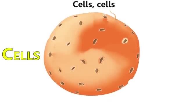 Cells Cells - Parts of the Cell Rap