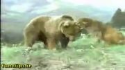 جنگ خرس و شیر