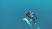 شکار ماهی شیر در خلیج فارس freedive
