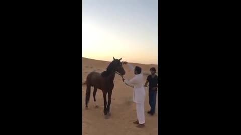 کشتن اسب اصیل عربی توسط جوانان سعودی