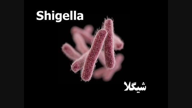 اسهال خونی باکتریایی-شیگلوزیس