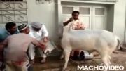 نجات گاو ازمرگ