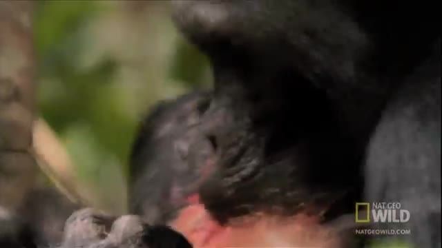 قتل و خورده شدن میمون توسط شامپانزه های بی رحم 18+