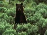 شکارکردن خرس