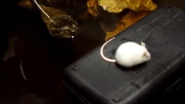 خوردن موش زنده توسط لاکپشت