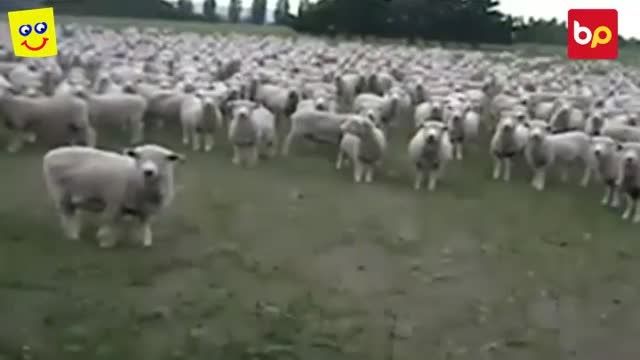 گوسفند های خنده دار