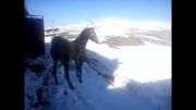 اولین برف امسال شهر پاریز.اسب مادیان کردلیلی(شورش*سوسو)