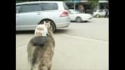 سواری یک گربه از سگ