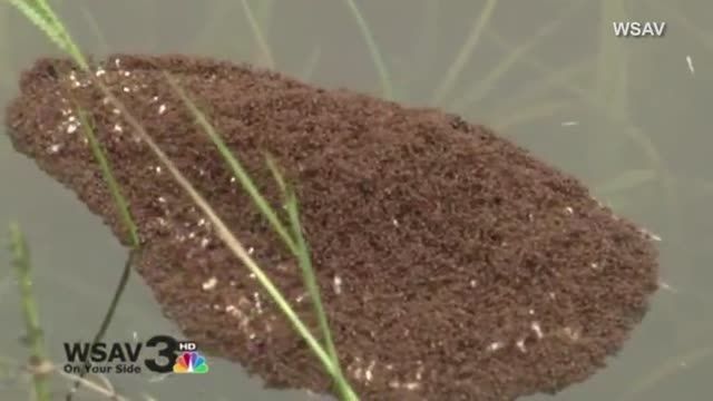 رفتار عجیب مورچه ها در مقابل سیل