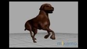 Dog Running 3D quadriped motion