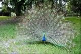 باغ طاووس ها