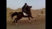 اسب اصفهان