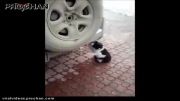 گربه معتاد به دود ماشین!!!!!!!!