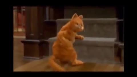 رقصیدن گربه
