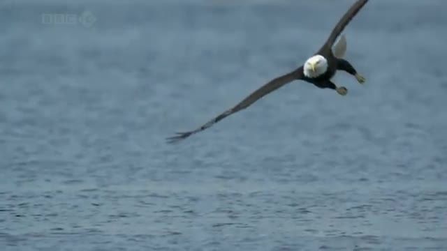 زیرکی و قدرت عقاب را در شکار وبلندکردن ماهی ازاد ببینید