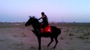 اسب عرب مادیان با نام مشکی