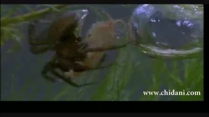 ساخت کپسول هوا در آب توسط عنکبوت