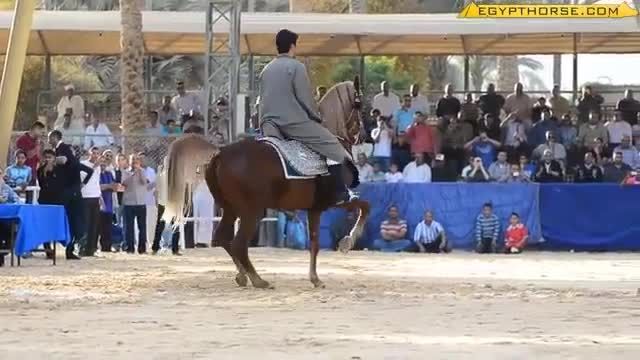 اسب عرب(درساژ)