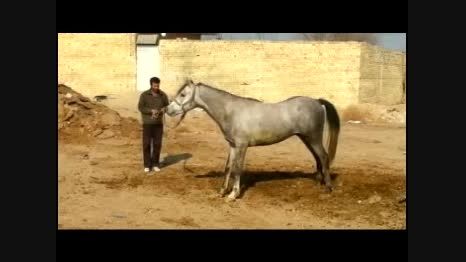 اسب اصیل عرب  فلاورجان