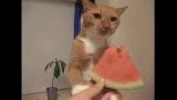 گربه هندوانه خوار