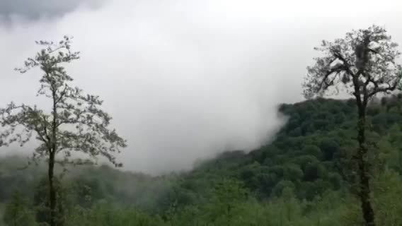 حركت زیباى مه در میان درختان - گیلان