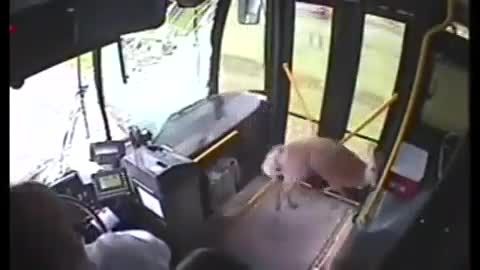 پرش بلند یک آهو و سر در آوردن از یک اتوبوس
