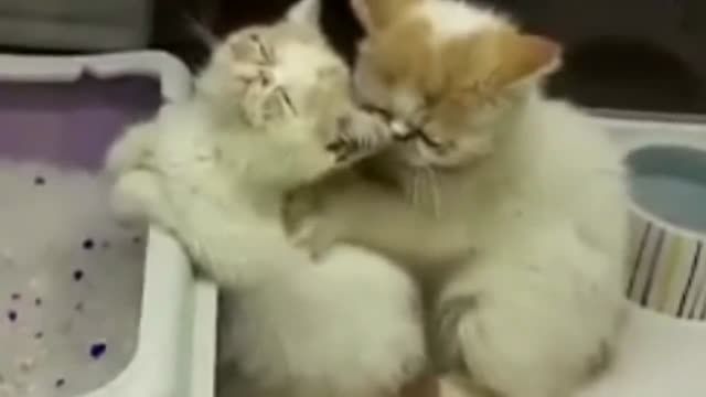 ماساژ دادن بچه گربه ها